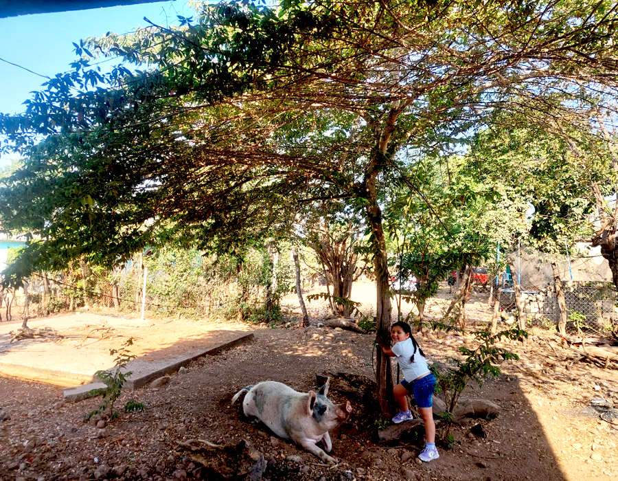 arbol